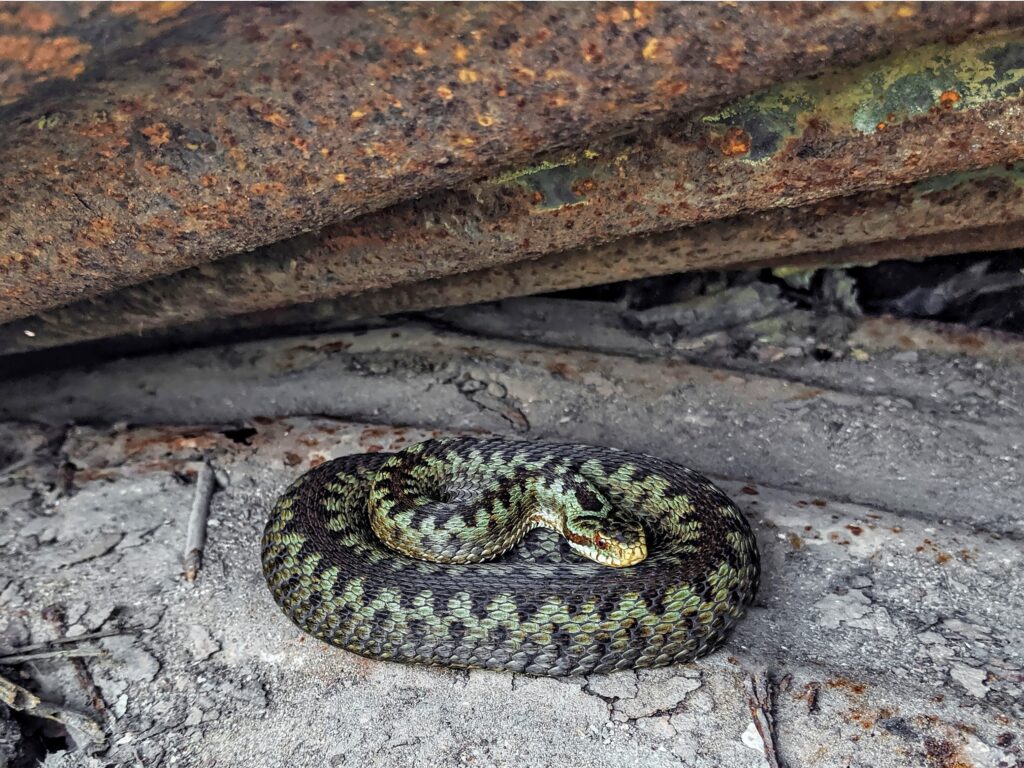 Adder (UK)