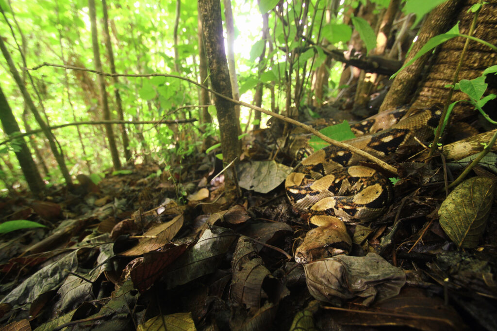 Boa constrictor (Costa Rica)