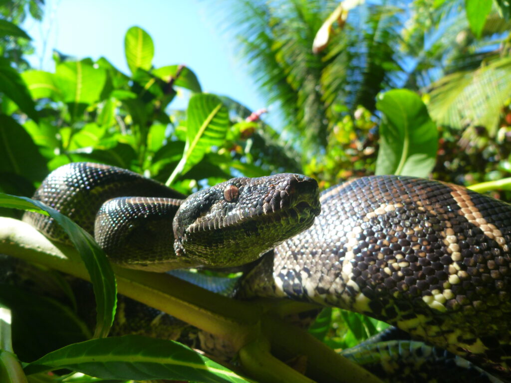 Boa constrictor (Costa Rica)