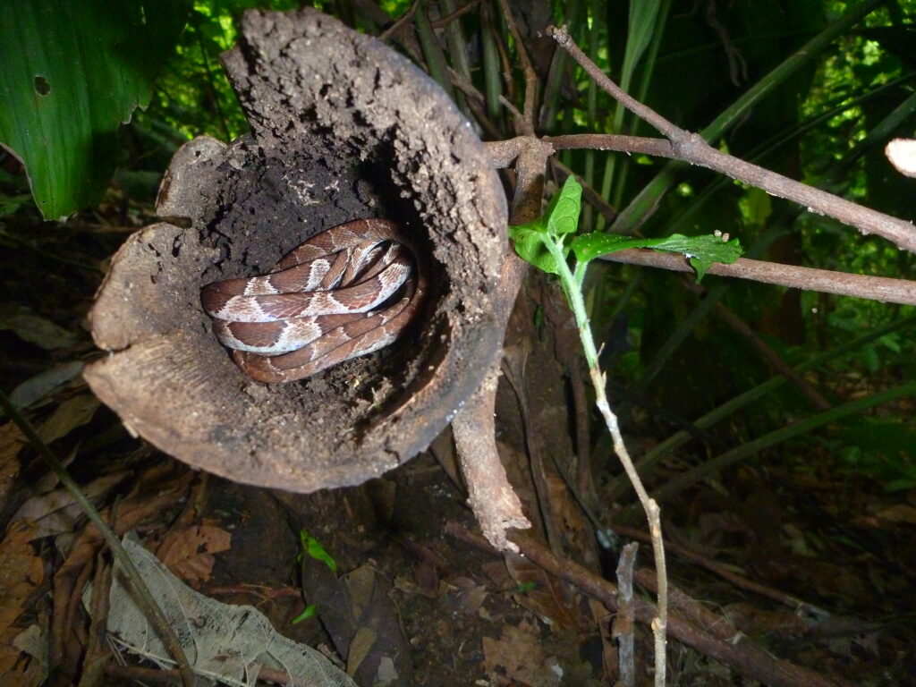 Cat-eyed tree snake (Costa Rica)