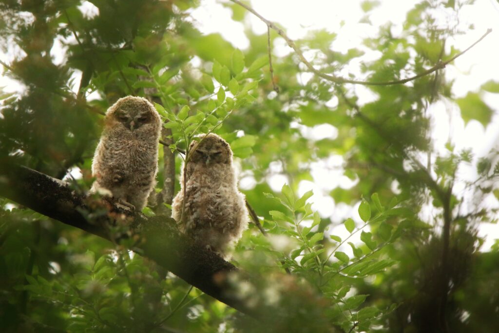 Tawny owlets